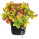 Artificial Garden SCHEFFLERA MIX PLANT 20956 Διακοσμητικό Φυτό Σεφλέρα Φ20 x Υ18cm