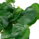 Artificial Garden BELL PLANT 20957 Διακοσμητικό Φυτό Σεφλέρα Φ47 x Υ22cm