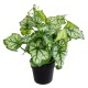 Artificial Garden BEGONIA PLANT 20958 Διακοσμητικό Φυτό Βιγόνια Φ47 x Υ22cm