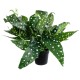 Artificial Garden BEGONIA POLKA DOT PLANT 20959 Διακοσμητικό Φυτό Βιγόνια Φ50 x Υ22cm