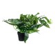 Artificial Garden BEGONIA POLKA DOT PLANT 20959 Διακοσμητικό Φυτό Βιγόνια Φ50 x Υ22cm