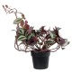 Artificial Garden ZEBRINA PLANT 20961 Διακοσμητικό Φυτό Ζεμπρίνα Φ45 x Υ22cm