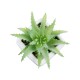 Artificial Garden SUCCULENT ALOE LOTUS PLANT 20976 Διακοσμητικό Φυτό Παχύφυτο Λωτός Αλόης Φ8 x Υ8cm