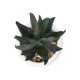 Artificial Garden SUCCULENT ALOE POTTED PLANT 20978 Διακοσμητικό Φυτό Αλόης Φ7 x Υ14cm