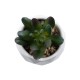 Artificial Garden SUCCULENT CRASSULA 20979 Διακοσμητικό Φυτό Παχύφυτο Κράσουλα Υ9cm