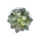 Artificial Garden SUCCULENT SEDEVERIA POTTED PLANT 20987 Διακοσμητικό Φυτό Σεδεβέρια Φ7 x Υ7,5cm