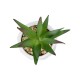 Artificial Garden SUCCULENT ALOE POTTED PLANT 20993 Διακοσμητικό Φυτό Αλόη Φ8 x Υ12cm