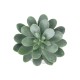 Artificial Garden SUCCULENT SEDEVERIA POTTED PLANT 20998 Διακοσμητικό Φυτό Σεδεβέρια  Φ7 x Υ9cm