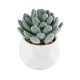 Artificial Garden SUCCULENT SEDEVERIA 21001 Διακοσμητικό Φυτό Παχύφυτο Σεντεβέρια Υ9.5cm