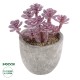 Artificial Garden SUCCULENT SEDUM 21017 Διακοσμητικό Φυτό Παχύφυτο Σέδο Υ10cm