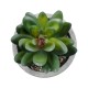 Artificial Garden SUCCULENT SEDEVERIA 21023 Διακοσμητικό Φυτό Παχύφυτο Σεντεβέρια Υ10cm