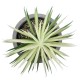 Artificial Garden SUCCULENT SENECIO 21024 Διακοσμητικό Φυτό Παχύφυτο Σενέκιο Υ12cm