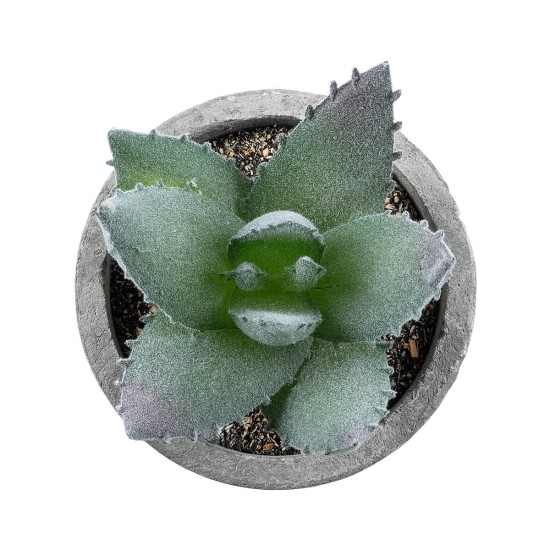 Artificial Garden SUCCULENT ALOE 21026 Διακοσμητικό Φυτό Παχύφυτο Αλόη Υ10.5cm