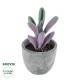 Artificial Garden SUCCULENT CRASULLA 21031 Διακοσμητικό Φυτό Παχύφυτο Κράσουλα Υ11cm