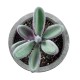 Artificial Garden SUCCULENT CRASULLA 21031 Διακοσμητικό Φυτό Παχύφυτο Κράσουλα Υ11cm