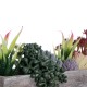 Artificial Garden SUCCULENT VARIUS PLANT POTTED 21033 Διακοσμητικό Φυτό Μίξ Μ29 x Π10 x Υ18cm