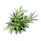 Artificial Garden SUCCULENT CRASSULA POTTED PLANT 21038 Διακοσμητικό Φυτό Κρασούλα  Φ10 x Υ17cm