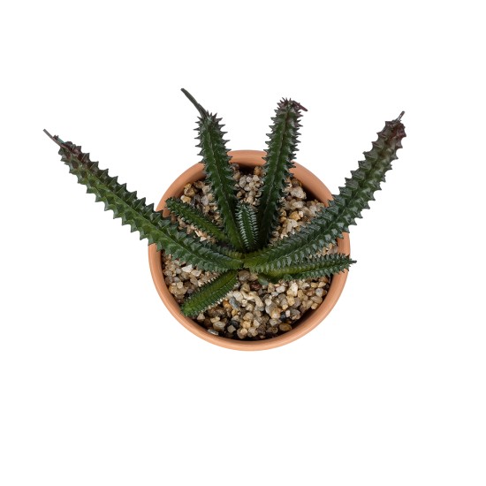 Artificial Garden SUCCULENT EUPHORBIA POTTED PLANT 21045 Διακοσμητικό Φυτό Ευφορβία Φ11 x Υ19cm