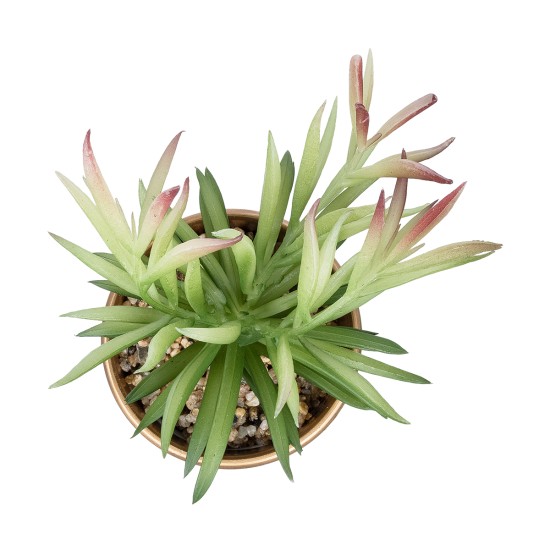 Artificial Garden SUCCULENT CRASSULA POTTED PLANT 21046 Διακοσμητικό Φυτό Κρασούλα  Φ12 x Υ20cm