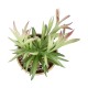 Artificial Garden SUCCULENT CRASSULA POTTED PLANT 21046 Διακοσμητικό Φυτό Κρασούλα  Φ12 x Υ20cm