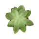 Artificial Garden SUCCULENT ECHEVERIA POTTED PLANT 21048 Διακοσμητικό Φυτό Εχεβέρια Φ13 x Υ18cm