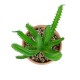 Artificial Garden SUCCULENT EUPHORBIA POTTED PLANT 21052 Διακοσμητικό Φυτό Ευφορβία Φ18 x Υ23cm