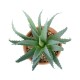 Artificial Garden SUCCULENT ALOE POTTED PLANT 21053 Διακοσμητικό Φυτό Αλόη  Φ15 x Υ19cm