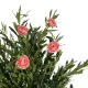 Artificial Garden PINK PEONY 21097 Τεχνητό Διακοσμητικό Δέντρο Παιώνια Μ80 x Π70 x Υ160cm Artificial Garden PINK PEONY 21097 Τεχνητό Διακοσμητικό Δέντρο Παιώνια Μ80 x Π70 x Υ160cm