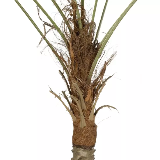 Artificial Garden WASHINGTONIA FILIFERA TREE 21107 Τεχνητό Διακοσμητικό Φοινικόδεντρου Υ200cm Artificial Garden WASHINGTONIA FILIFERA TREE 21107 Τεχνητό Διακοσμητικό Φοινικόδεντρου Υ200cm
