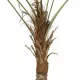 Artificial Garden WASHINGTONIA FILIFERA TREE 21107 Τεχνητό Διακοσμητικό Φοινικόδεντρου Υ200cm Artificial Garden WASHINGTONIA FILIFERA TREE 21107 Τεχνητό Διακοσμητικό Φοινικόδεντρου Υ200cm