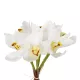 Artificial Garden WHITE ORCHID BOUQUET 21151 Τεχνητό Διακοσμητικό Μπουκέτο Λευκής Ορχιδέας Y26cm Artificial Garden WHITE ORCHID BOUQUET 21151 Τεχνητό Διακοσμητικό Μπουκέτο Λευκής Ορχιδέας Y26cm