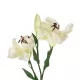 Artificial Garden WHITE LILY BRANCH 21310 Τεχνητό Διακοσμητικό Κλαδί Λευκό Κρίνο Y90cm Artificial Garden WHITE LILY BRANCH 21310 Τεχνητό Διακοσμητικό Κλαδί Λευκό Κρίνο Y90cm