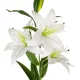 Artificial Garden WHITE LILY BRANCH 21312 Τεχνητό Διακοσμητικό Κλαδί Λευκό Κρίνο Y95cm Artificial Garden WHITE LILY BRANCH 21312 Τεχνητό Διακοσμητικό Κλαδί Λευκό Κρίνο Y95cm