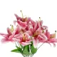 Artificial Garden PINK LILY BOUQUET 21314 Τεχνητό Διακοσμητικό Μπουκέτο Ροζ Κρίνα Y55cm Artificial Garden PINK LILY BOUQUET 21314 Τεχνητό Διακοσμητικό Μπουκέτο Ροζ Κρίνα Y55cm