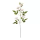 Artificial Garden PALE PINK CLEMANTIS BRANCH 21332 Τεχνητό Διακοσμητικό Κλαδί Ροζ Κλημεντίνα Y80cm Artificial Garden PALE PINK CLEMANTIS BRANCH 21332 Τεχνητό Διακοσμητικό Κλαδί Ροζ Κλημεντίνα Y80cm