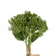 Artificial Garden GREEN HYACINTH BOUQUET 21354 Τεχνητό Διακοσμητικό Μπουκέτο Πράσινος Υάκυνθος Y30cm Artificial Garden GREEN HYACINTH BOUQUET 21354 Τεχνητό Διακοσμητικό Μπουκέτο Πράσινος Υάκυνθος Y30cm