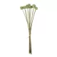Artificial Garden PALE GREEN DANDELION BOUQET 21362 Τεχνητό Διακοσμητικό Ταραξάκο Μπουκέτο Y54cm Artificial Garden PALE GREEN DANDELION BOUQET 21362 Τεχνητό Διακοσμητικό Ταραξάκο Μπουκέτο Y54cm