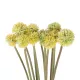 Artificial Garden PALE YELLOW DANDELION BOUQET 21363 Τεχνητό Διακοσμητικό Ταραξάκο Μπουκέτο Y54cm Artificial Garden PALE YELLOW DANDELION BOUQET 21363 Τεχνητό Διακοσμητικό Ταραξάκο Μπουκέτο Y54cm