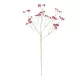 Artificial Garden PINK BRANCH BABY BREATH 21368 Τεχνητό Διακοσμητικό Κλαδί Ροζ Γυψοφίλης Y61cm Artificial Garden PINK BRANCH BABY BREATH 21368 Τεχνητό Διακοσμητικό Κλαδί Ροζ Γυψοφίλης Y61cm