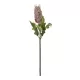 Artificial Garden PURPLE STIPA FRUIT BRANCH 21375 Τεχνητό Διακοσμητικό Κλαδί Στίπα Y69cm Artificial Garden PURPLE STIPA FRUIT BRANCH 21375 Τεχνητό Διακοσμητικό Κλαδί Στίπα Y69cm