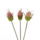 Artificial Garden PINK VELVET FRUIT BOUQET 21377 Τεχνητό Διακοσμητικό Μπουκέτο Βερμπάσκο Y56cm Artificial Garden PINK VELVET FRUIT BOUQET 21377 Τεχνητό Διακοσμητικό Μπουκέτο Βερμπάσκο Y56cm