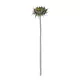 Artificial Garden GREEN SUNFLOWER BRANCH 21378 Τεχνητό Διακοσμητικό Κλαδί Ηλιοτρόπιο Πράσινο Y60cm Artificial Garden GREEN SUNFLOWER BRANCH 21378 Τεχνητό Διακοσμητικό Κλαδί Ηλιοτρόπιο Πράσινο Y60cm