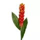 Artificial Garden RED MOON PEACH BRANCH 21392 Τεχνητό Διακοσμητικό Κόκκινο Κλαδί Άνθος Ροδάκινου Y105cm Artificial Garden RED MOON PEACH BRANCH 21392 Τεχνητό Διακοσμητικό Κόκκινο Κλαδί Άνθος Ροδάκινου Y105cm