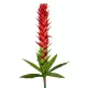 Artificial Garden RED GINGER BUD BRANCH 21393 Τεχνητό Διακοσμητικό Κόκκινο Κλαδί Ginger Y124cm Artificial Garden RED GINGER BUD BRANCH 21393 Τεχνητό Διακοσμητικό Κόκκινο Κλαδί Ginger Y124cm