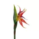 Artificial Garden ORANGE STELIZIA BRANCH 21399 Τεχνητό Διακοσμητικό Κλαδί Πορτοκαλί Στρελίτζια Y82cm Artificial Garden ORANGE STELIZIA BRANCH 21399 Τεχνητό Διακοσμητικό Κλαδί Πορτοκαλί Στρελίτζια Y82cm