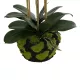 Artificial Garden BUTTERFLY ORCHID BONSAI 21400 Τεχνητό Διακοσμητικό Φυτό Ορχιδέα Μ34 x Π27 x Υ65cm Artificial Garden BUTTERFLY ORCHID BONSAI 21400 Τεχνητό Διακοσμητικό Φυτό Ορχιδέα Μ34 x Π27 x Υ65cm