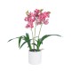 Artificial Garden PINK CHERRY CYMBIDIUM 21402 Διακοσμητικό Φυτό Φούξια Κυμβίδιο Υ60cm