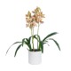 Artificial Garden CHAMPAGNE CHERRY CYMBIDIUM 21404 Διακοσμητικό Φυτό Σαμπανιζέ Κυμβίδιο Υ60cm