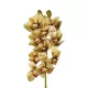 Artificial Garden CHAMPAGNE CYMBIDIUM BRANCH 21408 Τεχνητό Διακοσμητικό Κλαδί Σαμπανί Κυμβίδιο Y75cm Artificial Garden CHAMPAGNE CYMBIDIUM BRANCH 21408 Τεχνητό Διακοσμητικό Κλαδί Σαμπανί Κυμβίδιο Y75cm