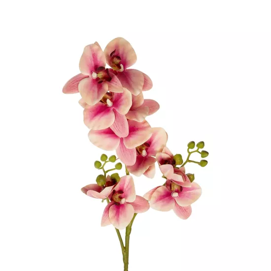 Artificial Garden CHAMPAGNE PINK ORCHID BRANCH 21411 Τεχνητό Διακοσμητικό Κλαδί Σαμπανί Ορχιδέα Y70cm Artificial Garden CHAMPAGNE PINK ORCHID BRANCH 21411 Τεχνητό Διακοσμητικό Κλαδί Σαμπανί Ορχιδέα Y70cm
